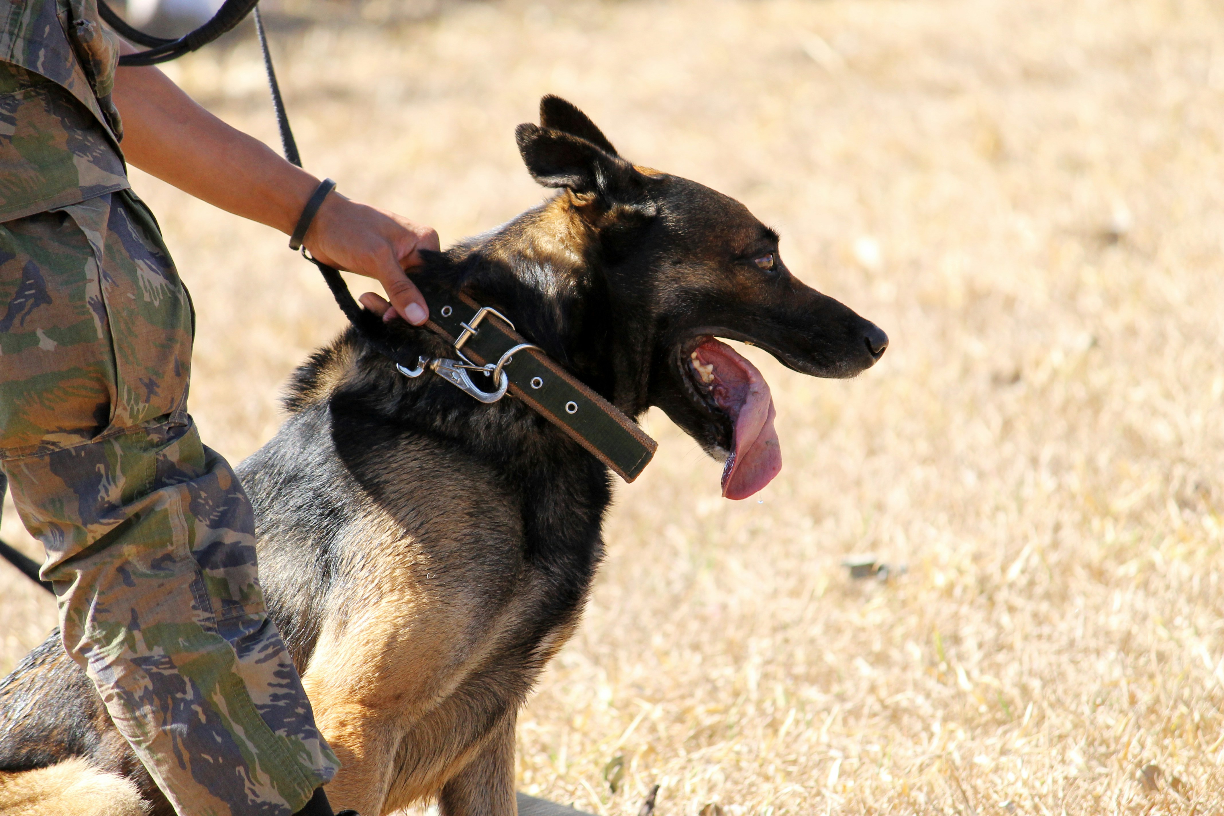 Trainer adjusting a working dog's collar in the field