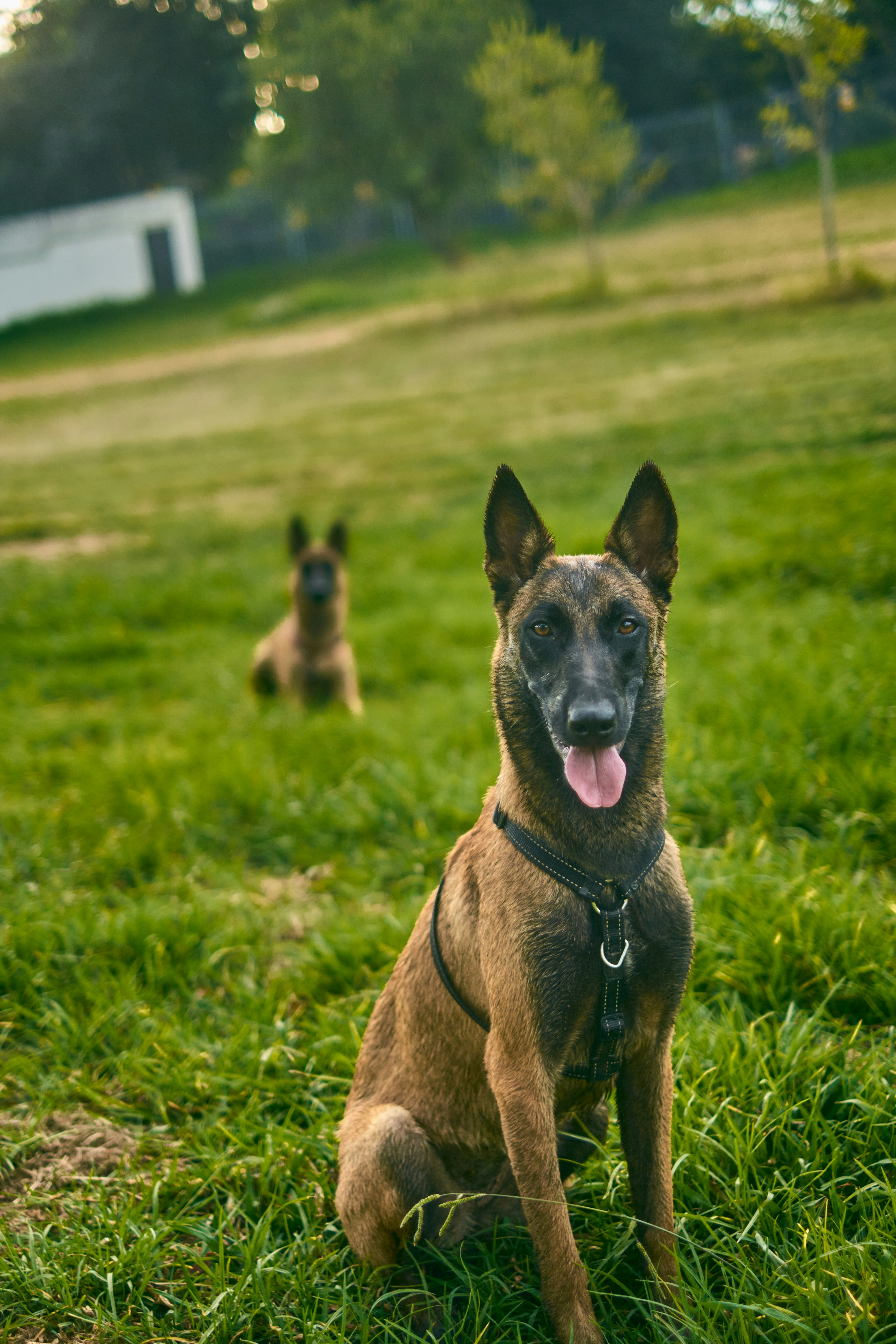 Working line dog at golden hour, sitting attentively on grass